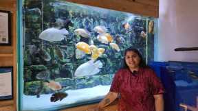 Show Fish Tanks at Blessings Aquarium