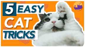 5 EASY Tricks to Teach Your Cat - HOW TO Train Your Cat!