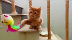 The kitten is trying to catch the toys  Funny Cat Videos Compilation #cat #catplaying #funny