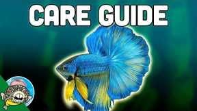 Betta Fish Care Guide - Betta Fish Tanks - Aquarium Co-Op