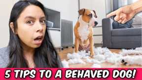 5 Secrets Dog Trainers Won’t Tell You for FREE 🤫