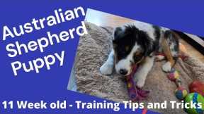 Australian Shepherd Aussie Puppy Training Tips and Tricks 11 weeks old MUST SEE