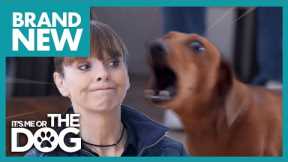 Barking Mad Dachshund Hates when Owners Leave House | Full Episode