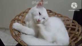 Funny Cat Moments: A Compilation, Kitty Cuteness Overload, Cats Being Cats: Hilarious Antics