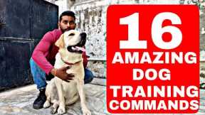 16 Best Dog Training Commands / Tricks that you can teach Your LABRADOR DOG