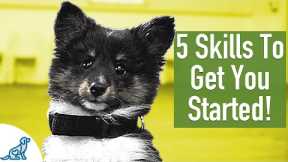 8 Week Old Puppy Training - 5 Exercises To Get You Started!