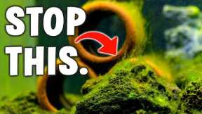 The 7 Best Ways To Stop Algae In Your Aquarium!