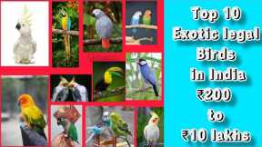 Top 10 Exotic Legal Birds in India as a pets 🦜 #exoticpets #exoticbirds #legalbirds #pets #birds