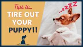 How To Tire Out A Puppy 7 Tips