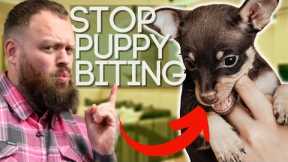 Everything You Need To Know To Stop Your Puppy Biting