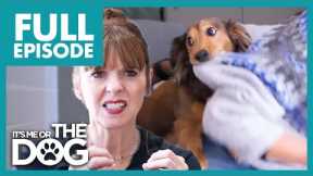 Dachshund Sees People as GIANT Chew Toys | Full Episode | It's Me or The Dog