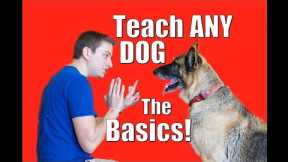 Dog Training Tips and Tricks for a Well-Behaved Dog