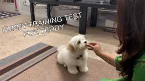 funny training tricks test for 12 weeks old shichon  teddy bear puppy | Adorable pet| puppy training