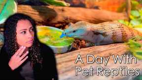 A Day In The Life of a Reptile Keeper | Daily Reptile Routine