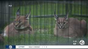 Royal Oak could ban owning exotic pets after caracal escapes last year