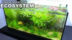 UNDERWATER ECOSYSTEM with NO TECHNOLOGY or WATER CHANGES (plants for filters)