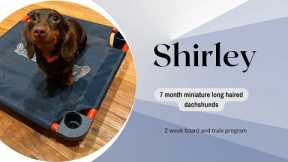 Best Dog Training in Chicago! 7 month Mini Long-Haired Dachshund, Shirley!
