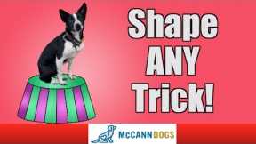 Learn How To Teach The Coolest Dog Tricks Using Shaping - Professional Dog Training Tips