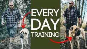 3 Dog Training Exercises You Should Do EVERY DAY At Home!