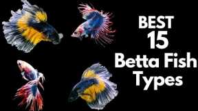 Best 15 Betta Fish Types 🐠 (Beautiful Fish 😍)