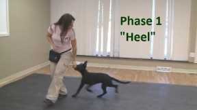 How to Train a Dog to Heel (K9-1.com)