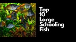 Top 10 BEST Large Schooling Fish For Freshwater Aquariums 🐟