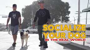 Socialize Your DOG in Public - Real World Dog Training