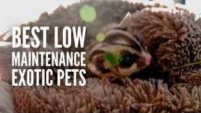 21 Best Exotic Pets That Are Low-Maintenance
