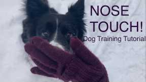 DOG TRAINER'S TIP: Nosetouch tutorial using shaping method of dog training