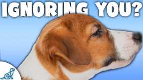 5 Reasons Your Dog STILL ISN'T Listening To You!