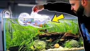 Buying & Adding COLOURFUL FISH to the Rainbowfish Aquarium (overstocked?)