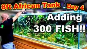 Building An 8ft - 1000L African River Tank: ADDING 300 FISH! (Day 4)