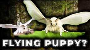 These Puppies Fly! Top 5 CUTEST Exotic Pets | Invert Edition