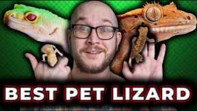 Leopard Gecko Vs Crested Gecko | Which is The Best Pet Lizard!?