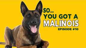 So You Got a Malinois Ep 10 - Working Dog Advice and Tips