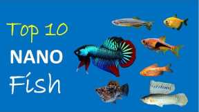 10 Small Freshwater Fish for Nano Aquarium