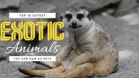 Top 10 Cutest Exotic Animals You Can Own as Pets