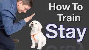 How to Teach your Dog to Stay in 3 Steps Force Free!