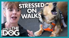 Dog is Extremely Anxious when Walked in Busy City | It's Me or The Dog