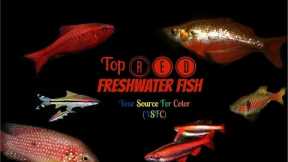Top Red Fresh Water Fish (YSFC)
