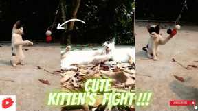 Cute Kitten's Funny Video 2023🤣|| Cat Videos😍🥰😘|| Funny Animals Part 05 || Piggi World