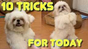 Shih tzu Puppy Performs 10 Tricks as He Turns 10 Months Old ( Cute & Funny Dog Video)