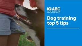 Top 5 dog training tips and techniques according to the experts 🐶 | Muster Dogs | ABC Australia
