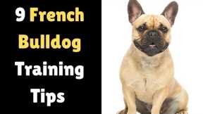 9 Working Tips on How to Train a French Bulldog Puppy | How to Train a French Bulldog?