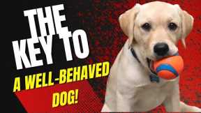 Dog Training 101: How To Encourage GOOD Behaviors In Any Dog!