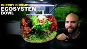 Cherry Shrimp Ecosystem Bowl: NEW Setup For Neocaridina Cherry Shrimp