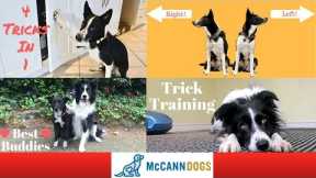 Popular Dog Tricks- Training Videos