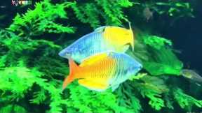 10 Top Most Colourful  Fish's For Freshwater Aquarium