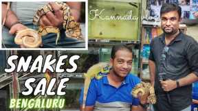 Ball python |Snakes sale in Bengaluru | Kannada vlog