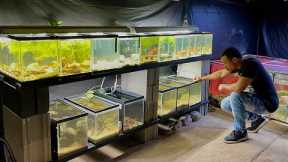 I Setup 15 *NEW* Aquariums For Breeding Tropical Fish!